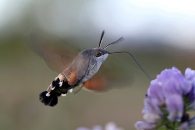 Moro sphinx butinant une fleur de trfle -  An Hummingbird Hawk-moth gathering a clover blossom