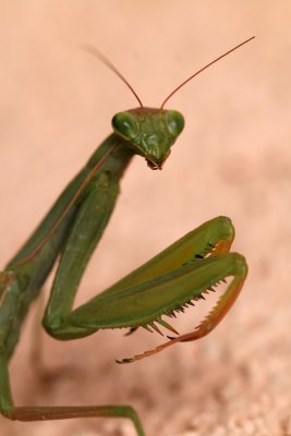 In spite of the early frost,  this mantis stays on our house's walls. Probably, she search some warmth!!