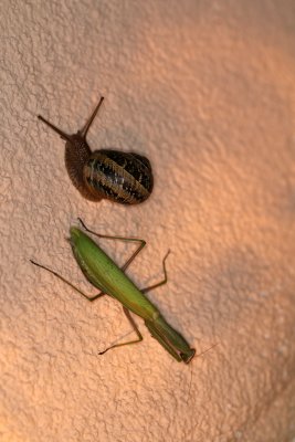 Once upon a time, there was a mantis and a snail who shared the same bed to sleep