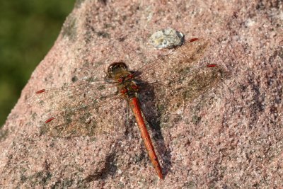 Un sympètre vulgaire autour du bassin