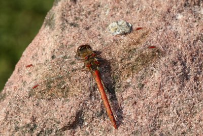 Un symptre vulgaire autour du bassin