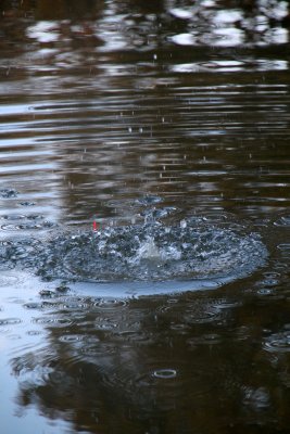 On jette de l'ammorce dans l'eau pour attirer les poissons - A little snack (I don't know the good word) to attract the fishes