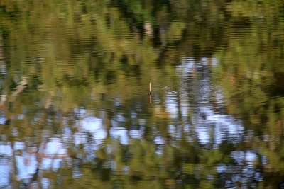 Un petit bouchon au milieu des reflets - A float in the middle of the pond's reflections