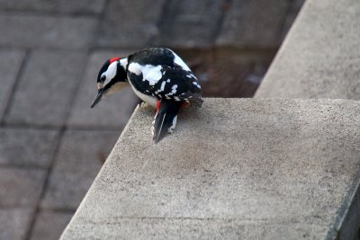 Surprise et trs heureuse de retrouver un pic peiche dans mon jardin! So happy to see again  a lovely woodpecker in my garden