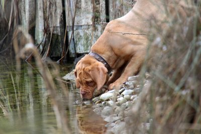 J'ai grand soif, moi! - I'm very thirsty!