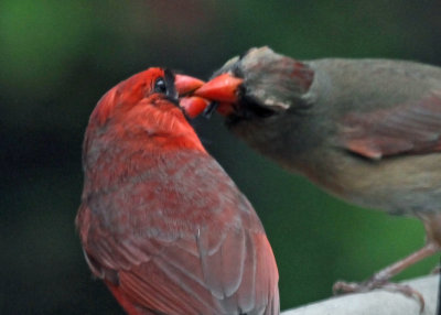 cardinal_2013 06 03_0011_cadeau-800.jpg