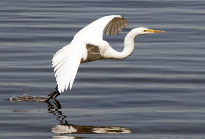 Aigrette