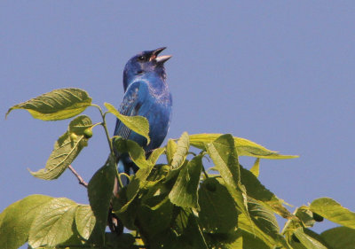 2014 06 07_merle bleu_0112_passerin indigo-800.jpg