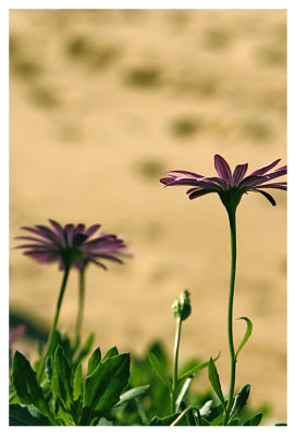 two purple daisy