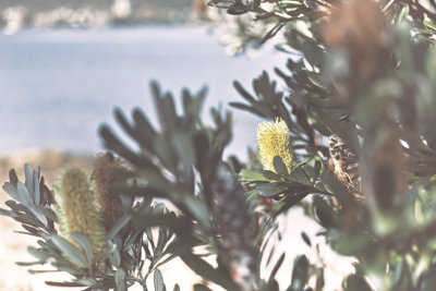 Lemon 'Hairpin' Banksia
