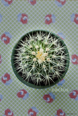 Frankie | Cactus