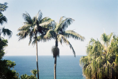 Palm Trees | Ocean Breeze