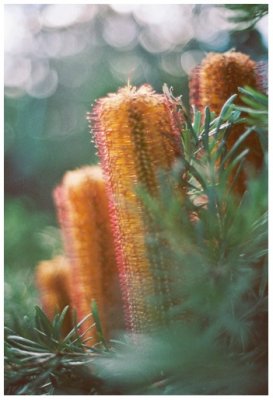 winter blooms 