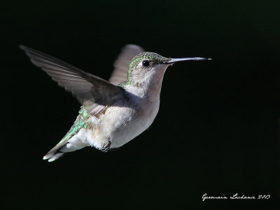 Colibri  gorge rubis