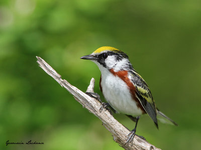 Paruline  flancs marron