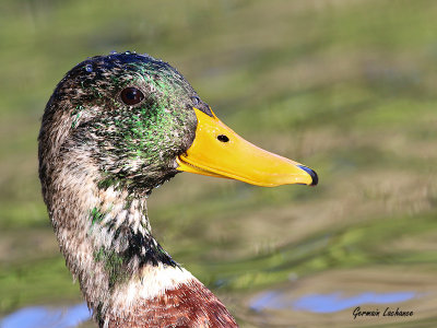 Canard malard