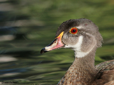 Canard branchu