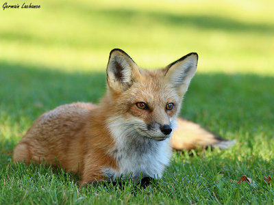 Renard roux