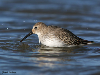 Bcasseau variable
