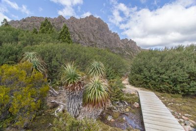 Pandani grow in a small watercourse below Cradle Mountain