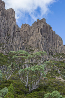 To the left (east) of the track loom the dolerite spires of Cradle Mountain