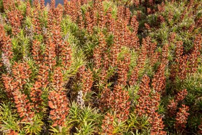 Scoparia - the Tassie bushwalkers' friend!