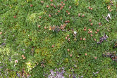 Cushionplant (Heath cushionplant, I think)