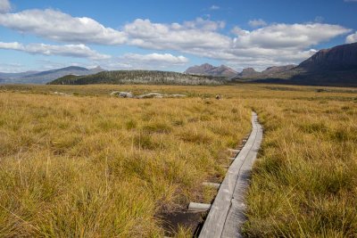 Buttongrass plain of Pine Forest Moor