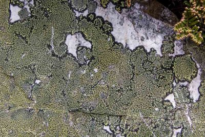 Patterns of lichen on quartzite