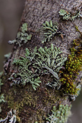 Lichens