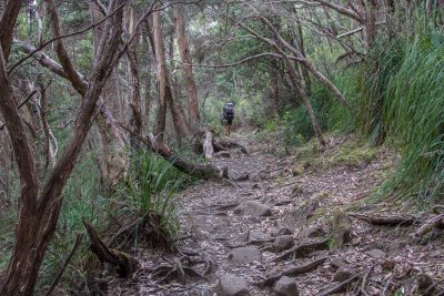 Much of today's walk is through the forest that covers the eastern slopes of Mt Pelion West