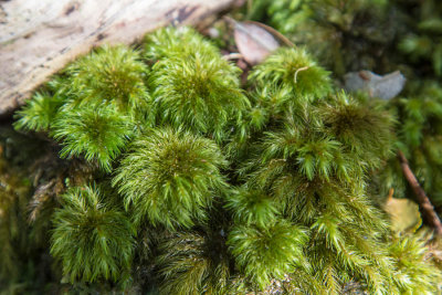 Luxuriant mosses