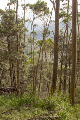 Eucalypt forest