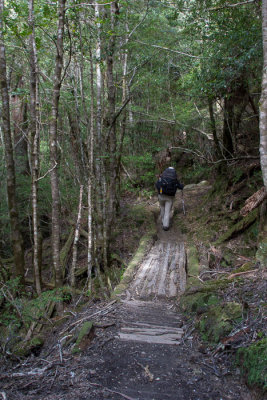 Through the myrtle-dominated rainforest