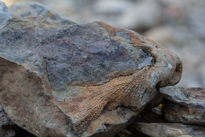Fossils
