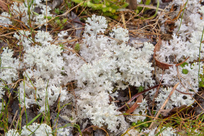 Lichens