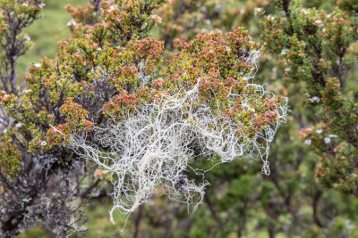 Filamentous lichen