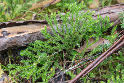 Clubmoss