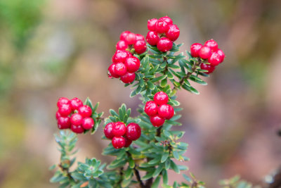 There are several plants with red berries along the Track. I can't really tell them apart!