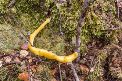 Canary worm