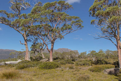 Cathedral Mountain under the Yellow gums