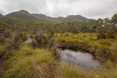 The last Buttongrass before plunging into the forest