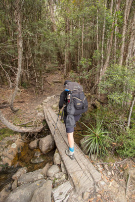 Over the bridge and into the rainforest
