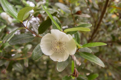 Leatherwood flower