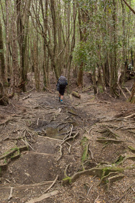 The track descends deeper into the Sassafras forest