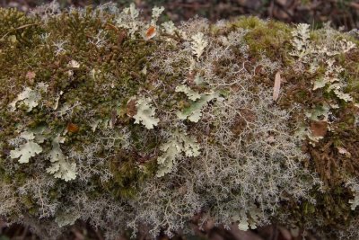 Lichen gardens on every log and stump