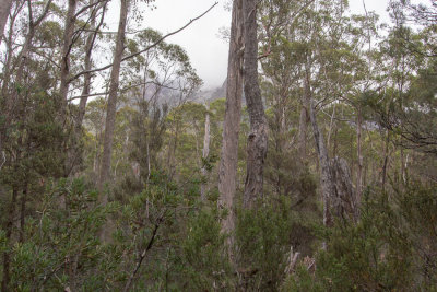 Low clouds obscure the mountains which tower above the forest