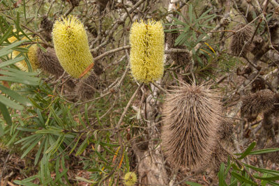 Lots of Banksias on this side of Du Cane Gap