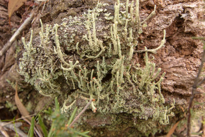 Lichens still abound ...