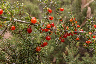 More red berries (!)